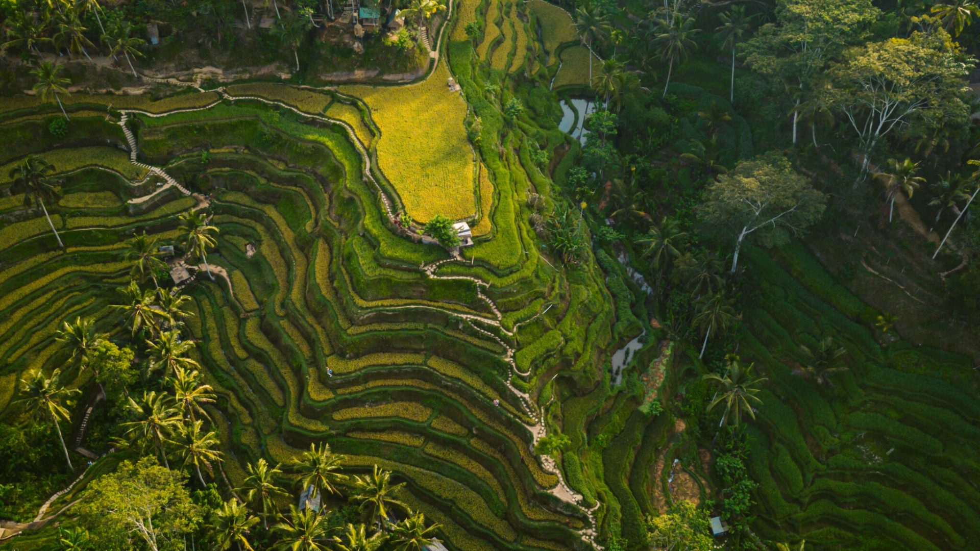 An aerial shot of the rice hills surrounded by greens and trees